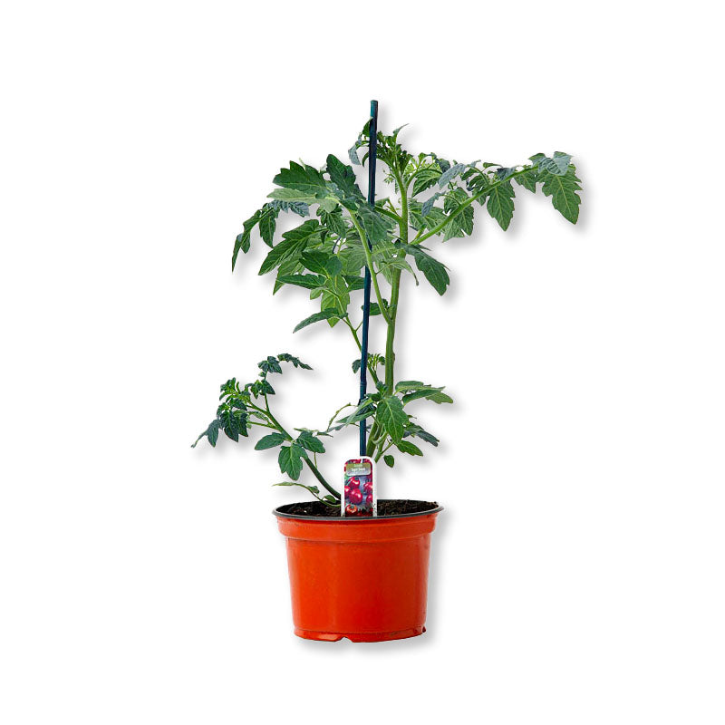 Tomates cerises "Sweet 100" (3,5") image 0