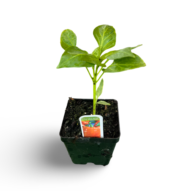 Poivron (3,5") image 3