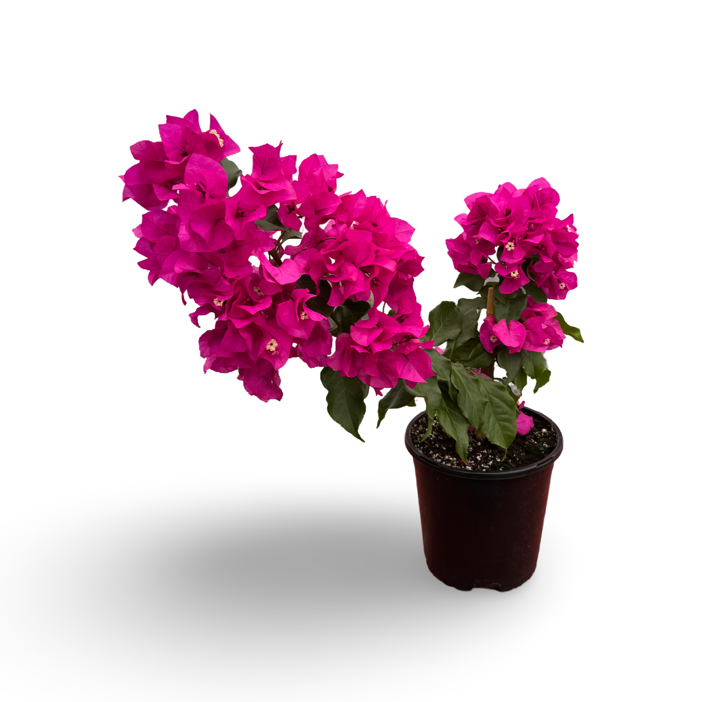 Bougainvillier (6")