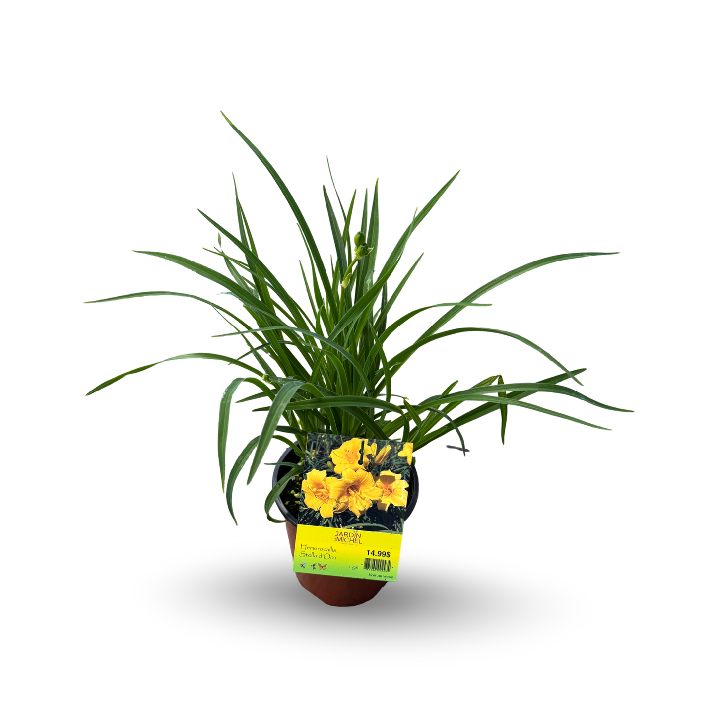 Hemerocallis 'Stella De Oro' (6")