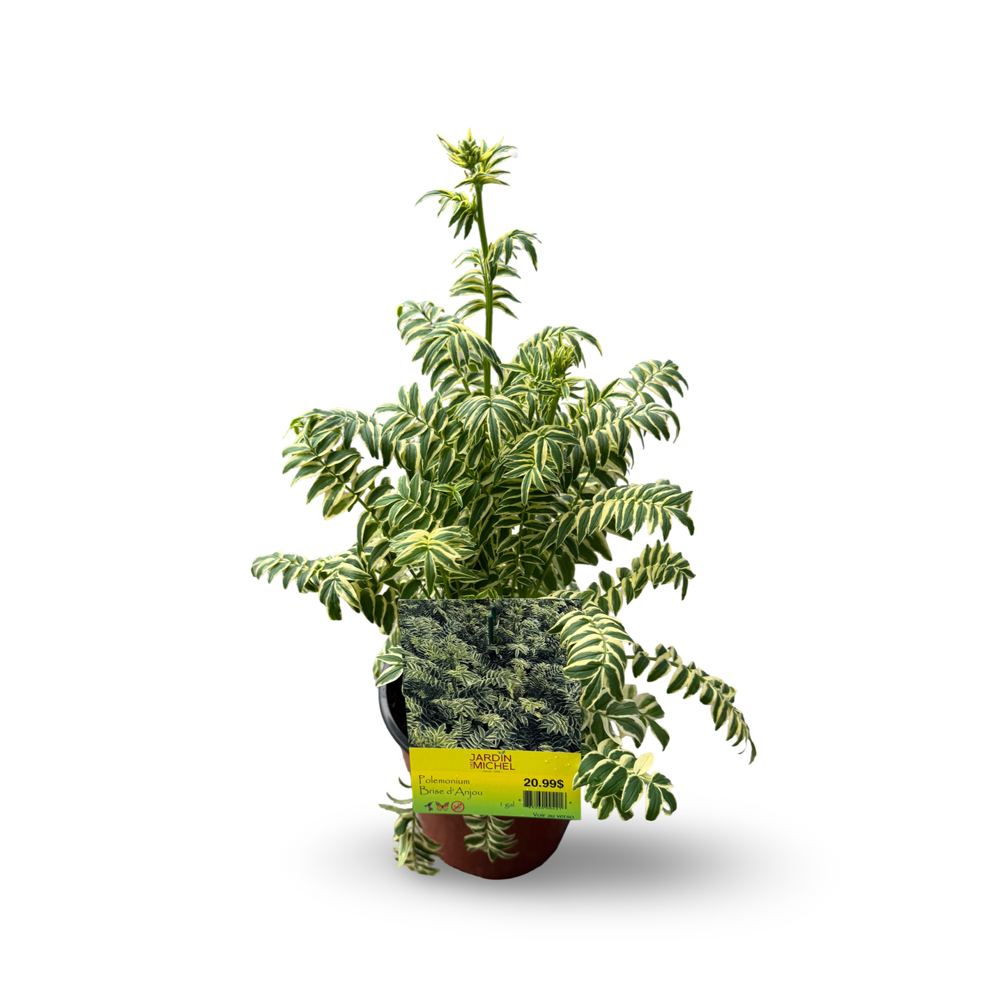 Variegated Jacob’s Ladder (6")