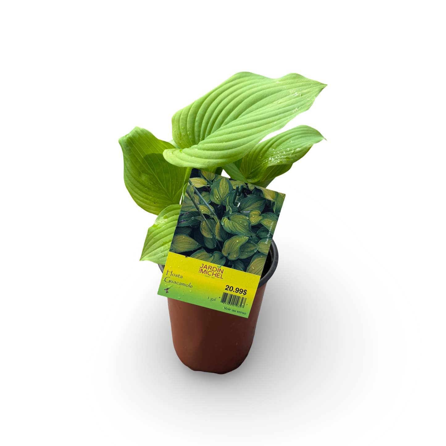 Hosta 'Guacamole' (6")