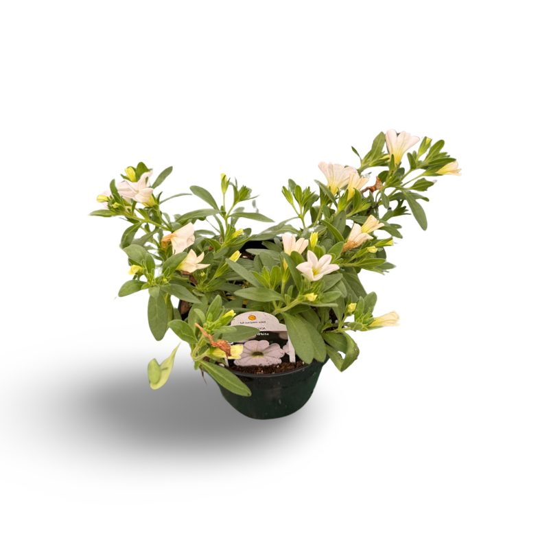 Millionbells (3,5") image 2