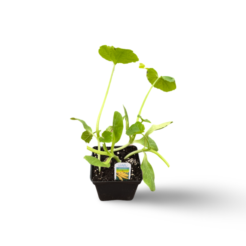 Zuccinis jaunes (3,5") image 0