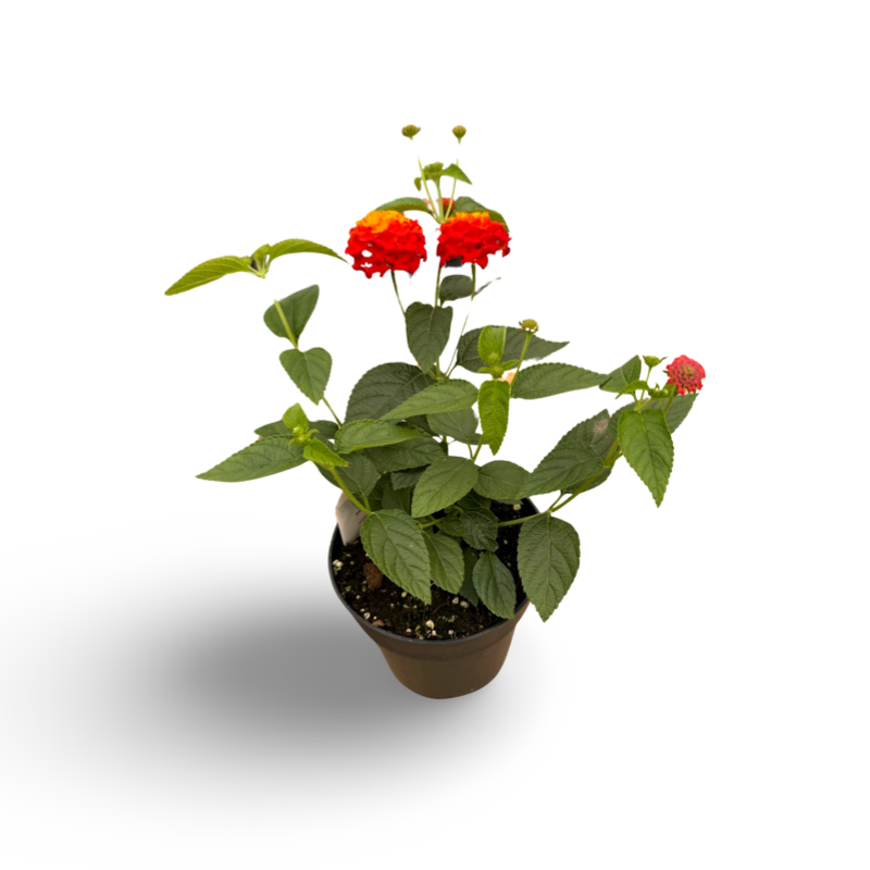 Lantana (3,5") image 1