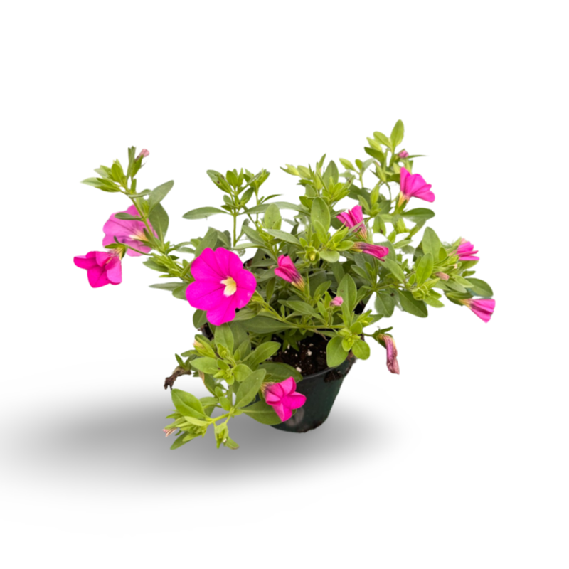 Millionbells (3,5") image 0