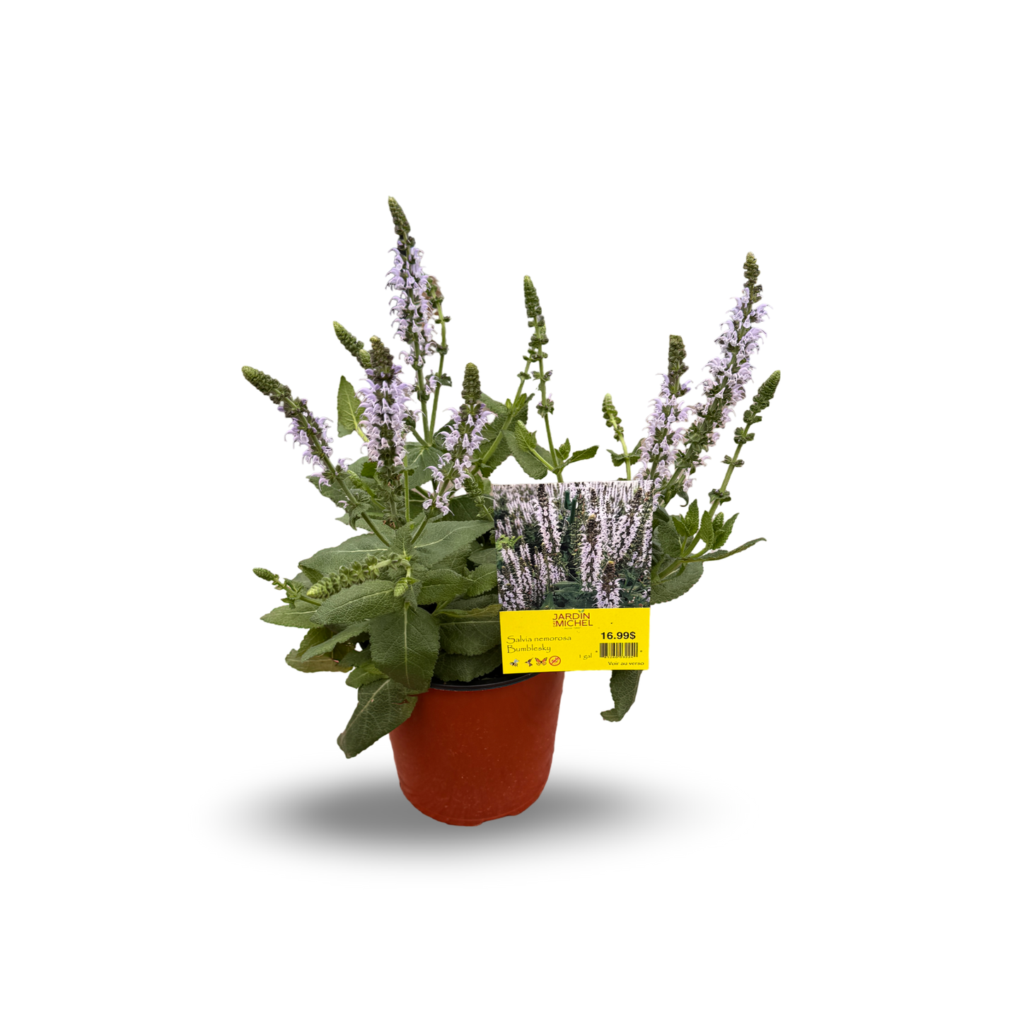 Perennial Salvia 'Bumblesky'