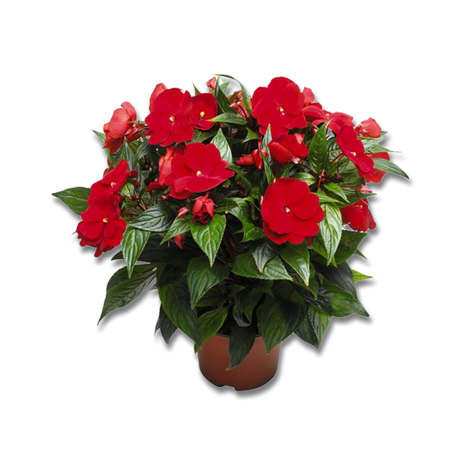 Impatience de Nouvelle-Guinée (3,5") image 1