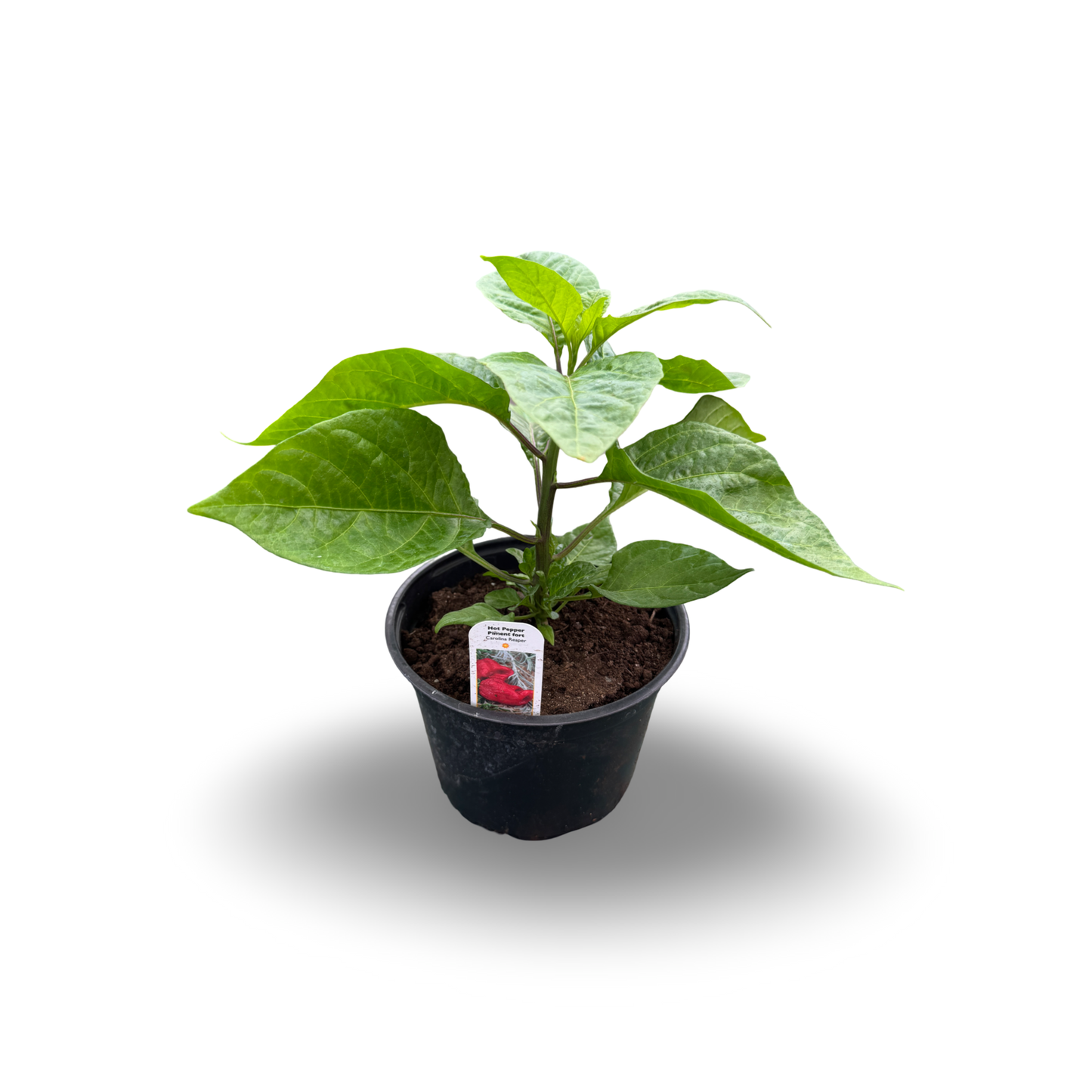 Carolina Reaper Pepper (6")