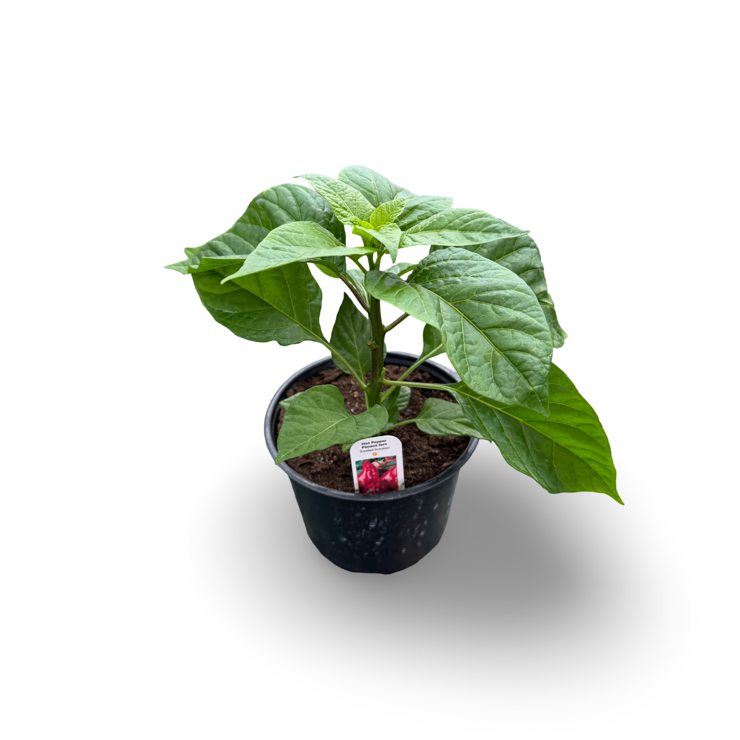 Trinidad Scorpion Pepper (6")