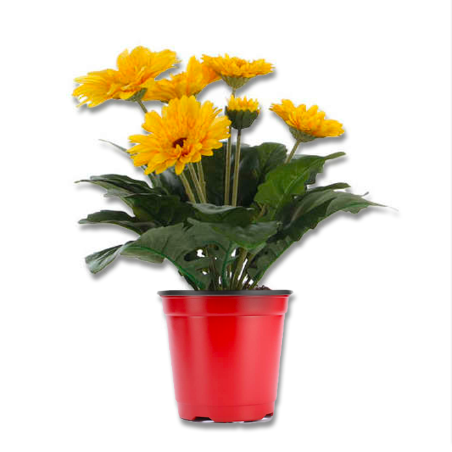 Gerbera (3,5") image 0