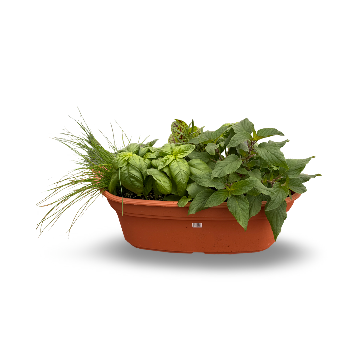 Mélange de fines herbes (17"x 9")