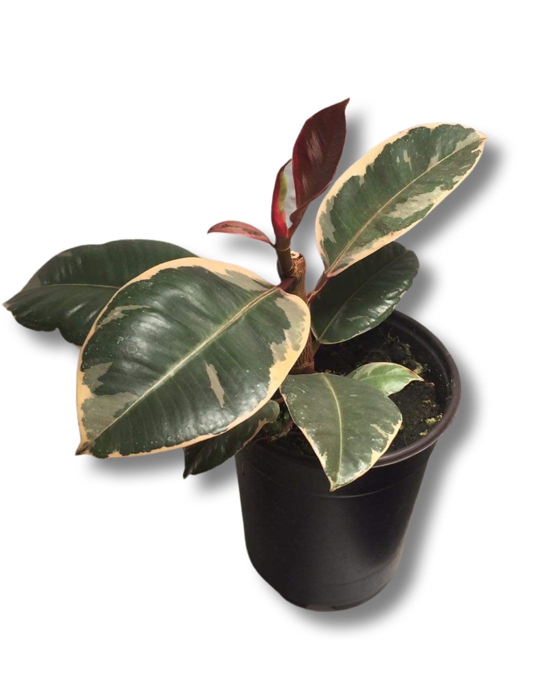 Ficus elastica ruby (4") image 0