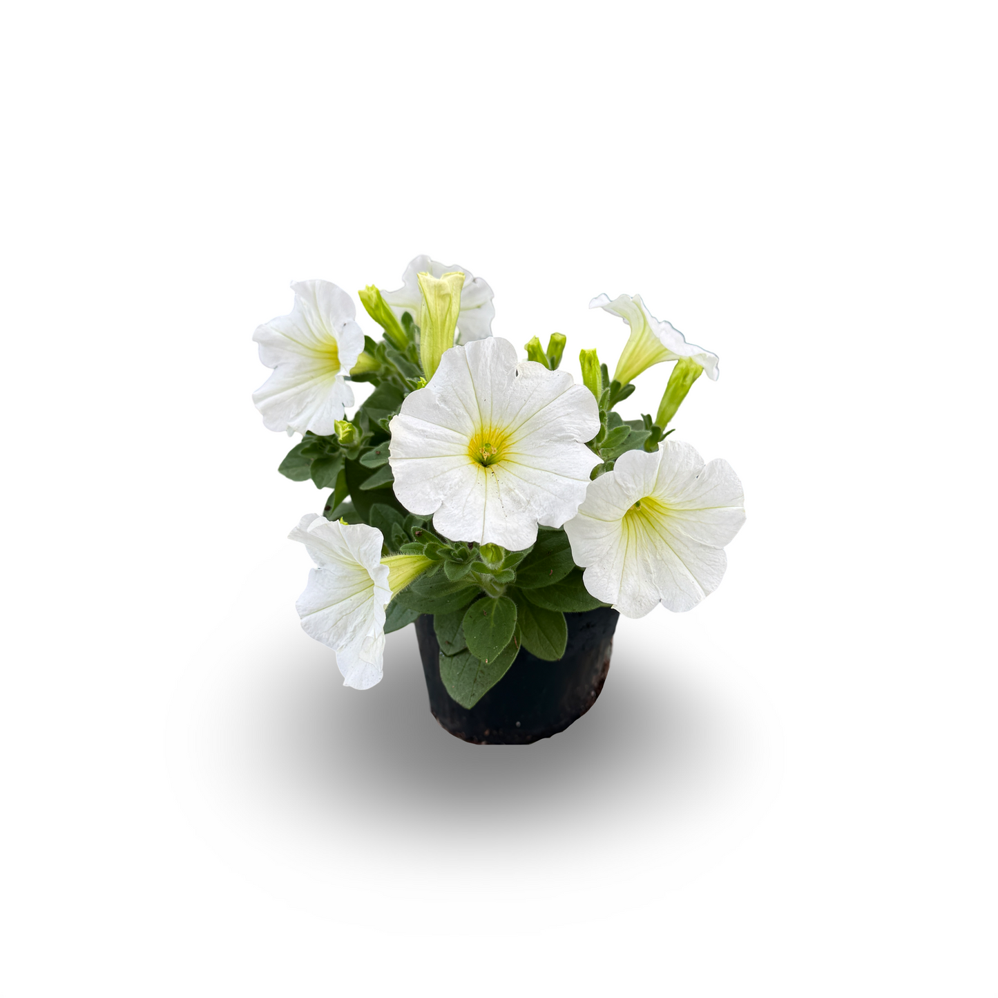 Trailing Petunia (4,5")