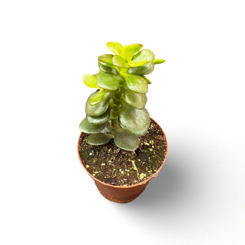 Crassula (2") image 0