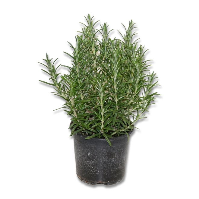 Romarin (3,5") image 0