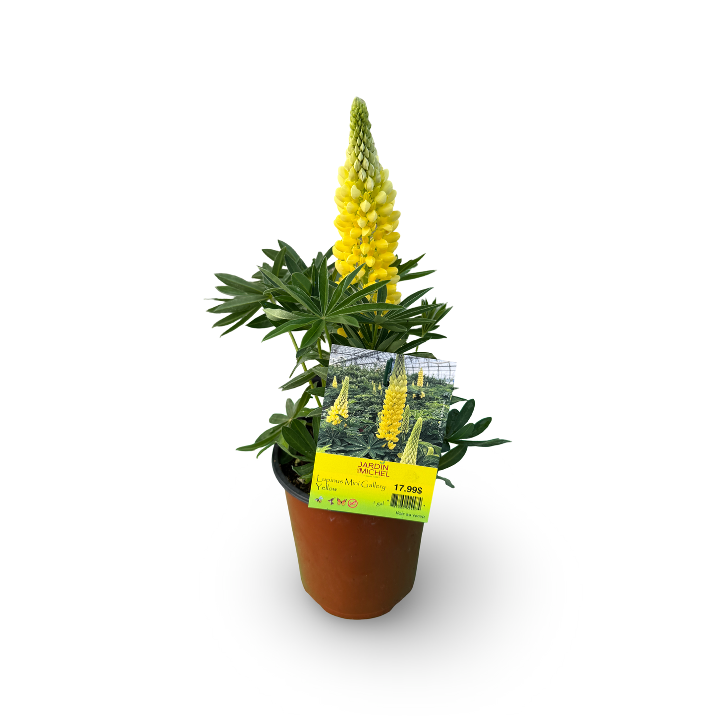 Lupinus Mini Gallery Yellow (6")