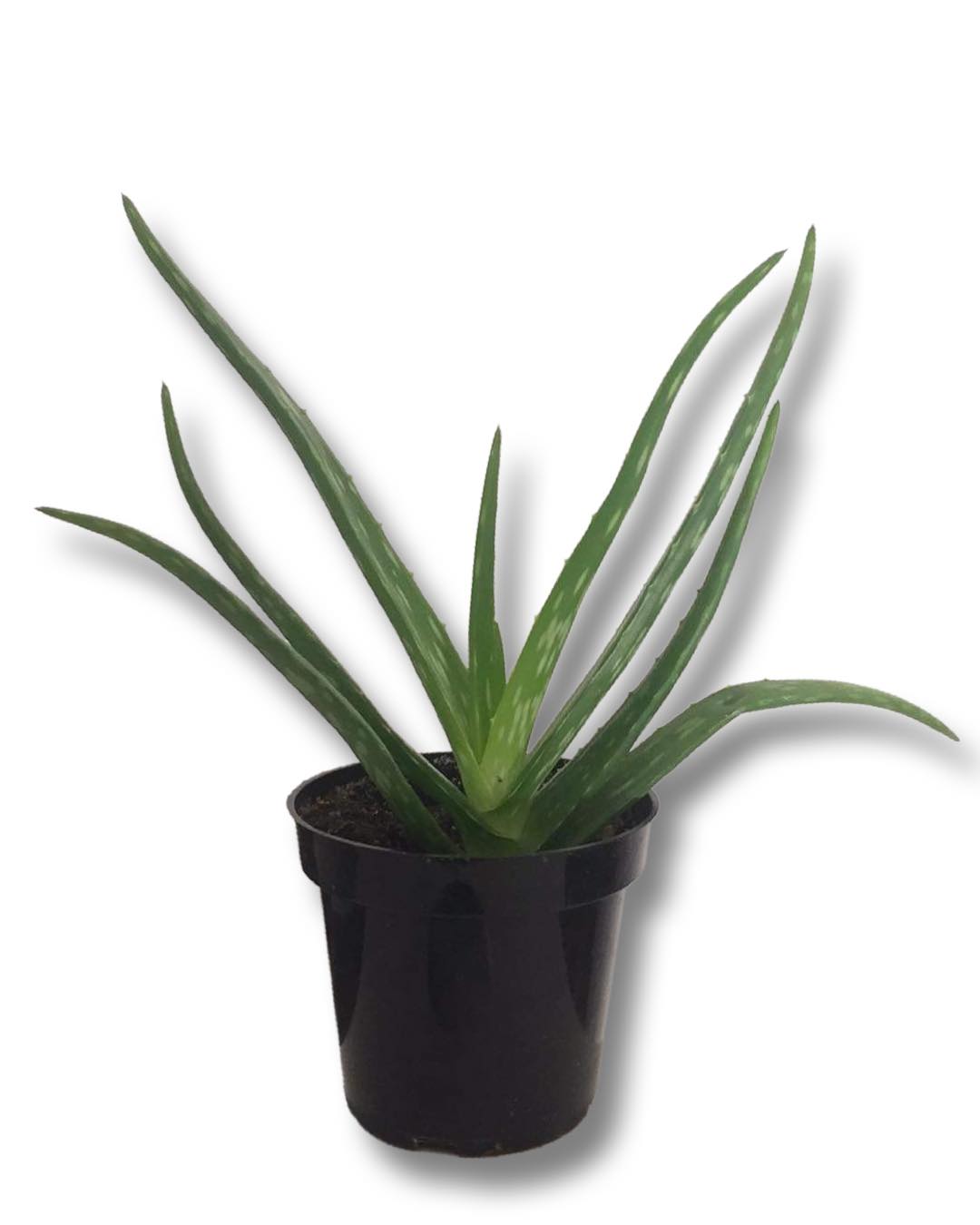 Aloe Vera (3,5") image 0