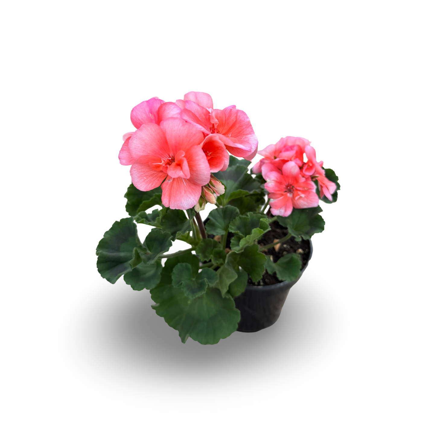 Géranium (3,5")