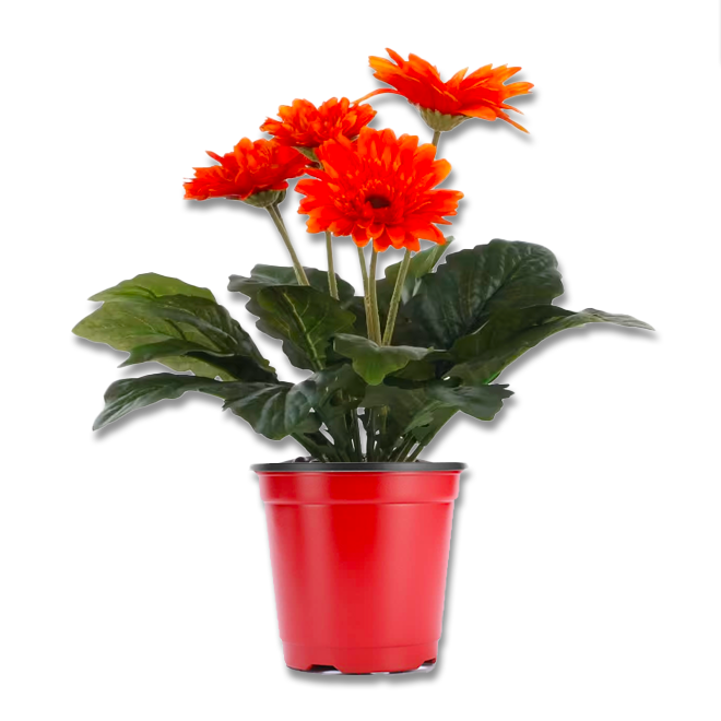 Gerbera (3,5") image 3