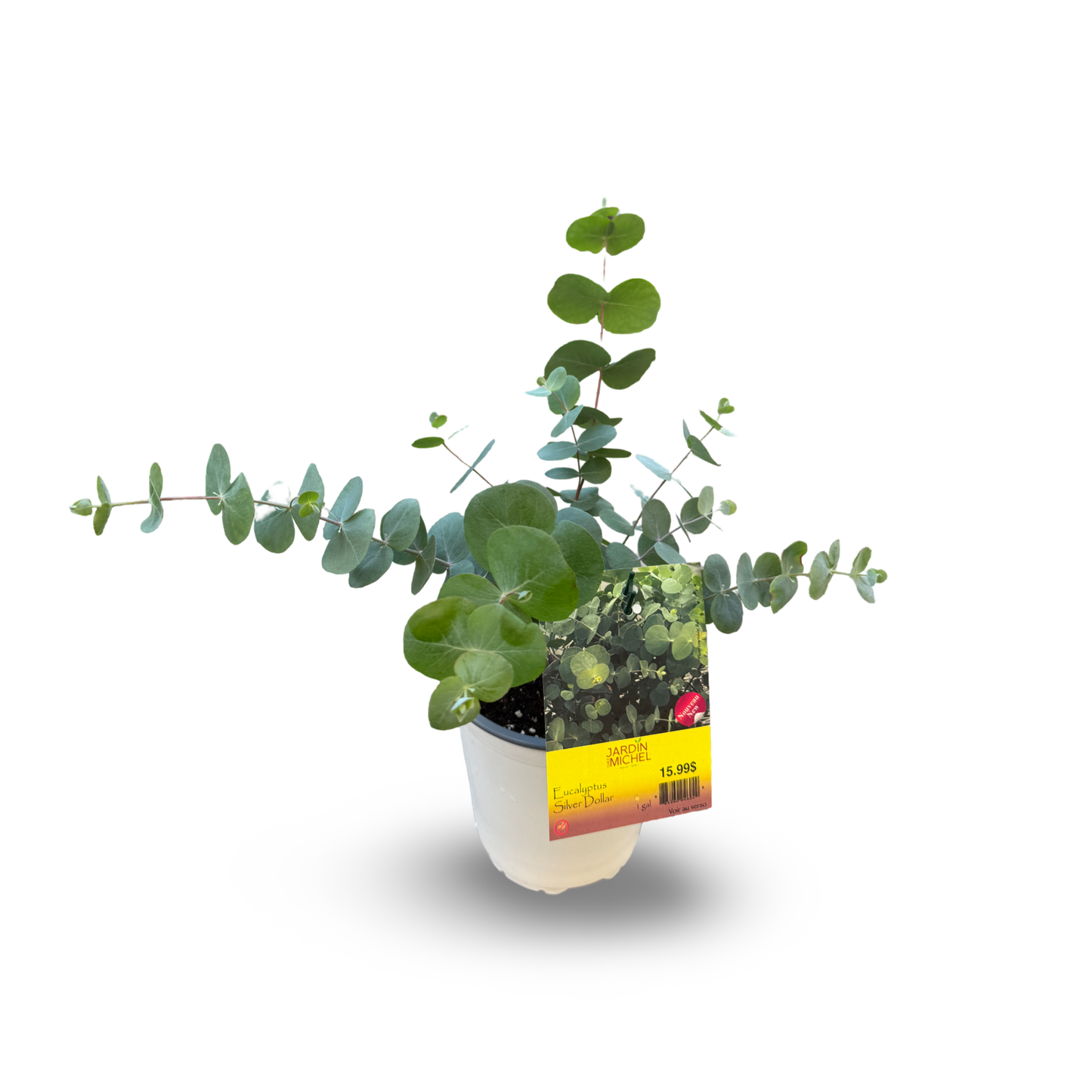 Eucalyptus (6")