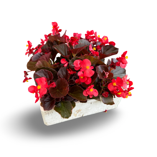 Wax Begonias (Semperflorens) – Tray of 9