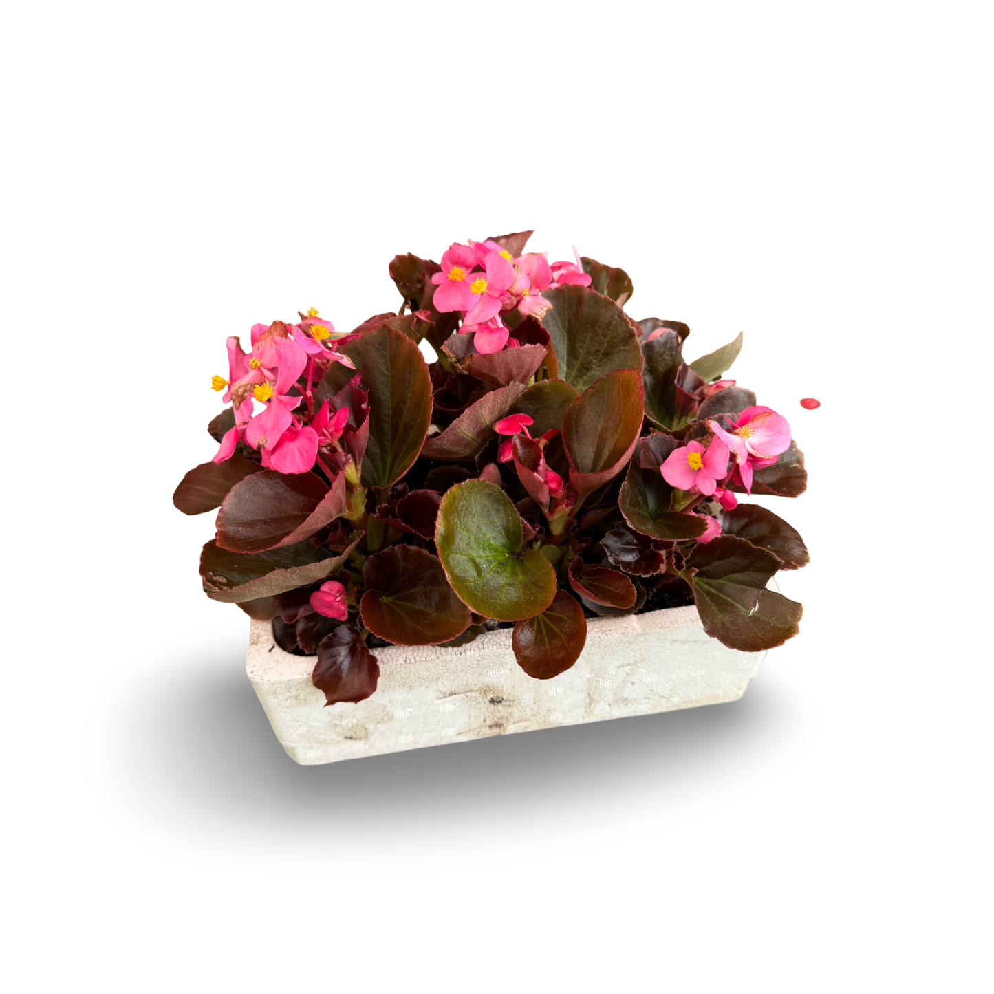 Caissettes de bégonias (Semperflorens) x 9