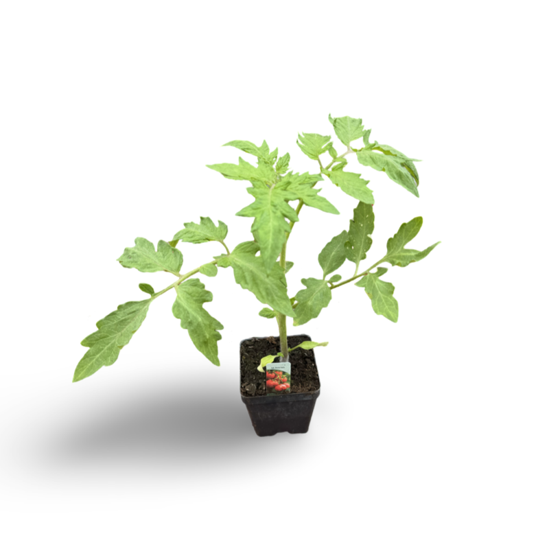 Tomates fantastiques (3,5") image 0