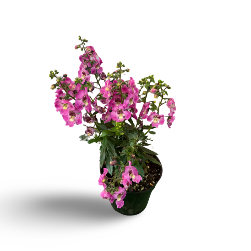 Angelonia (3,5") image 2