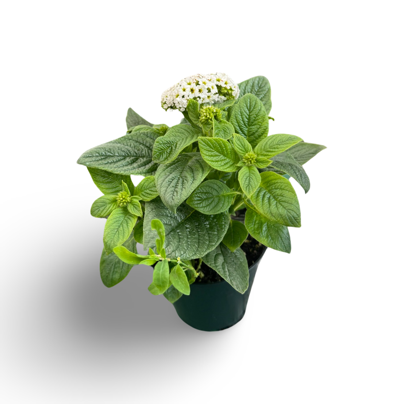 Heliotrope (3,5") image 1