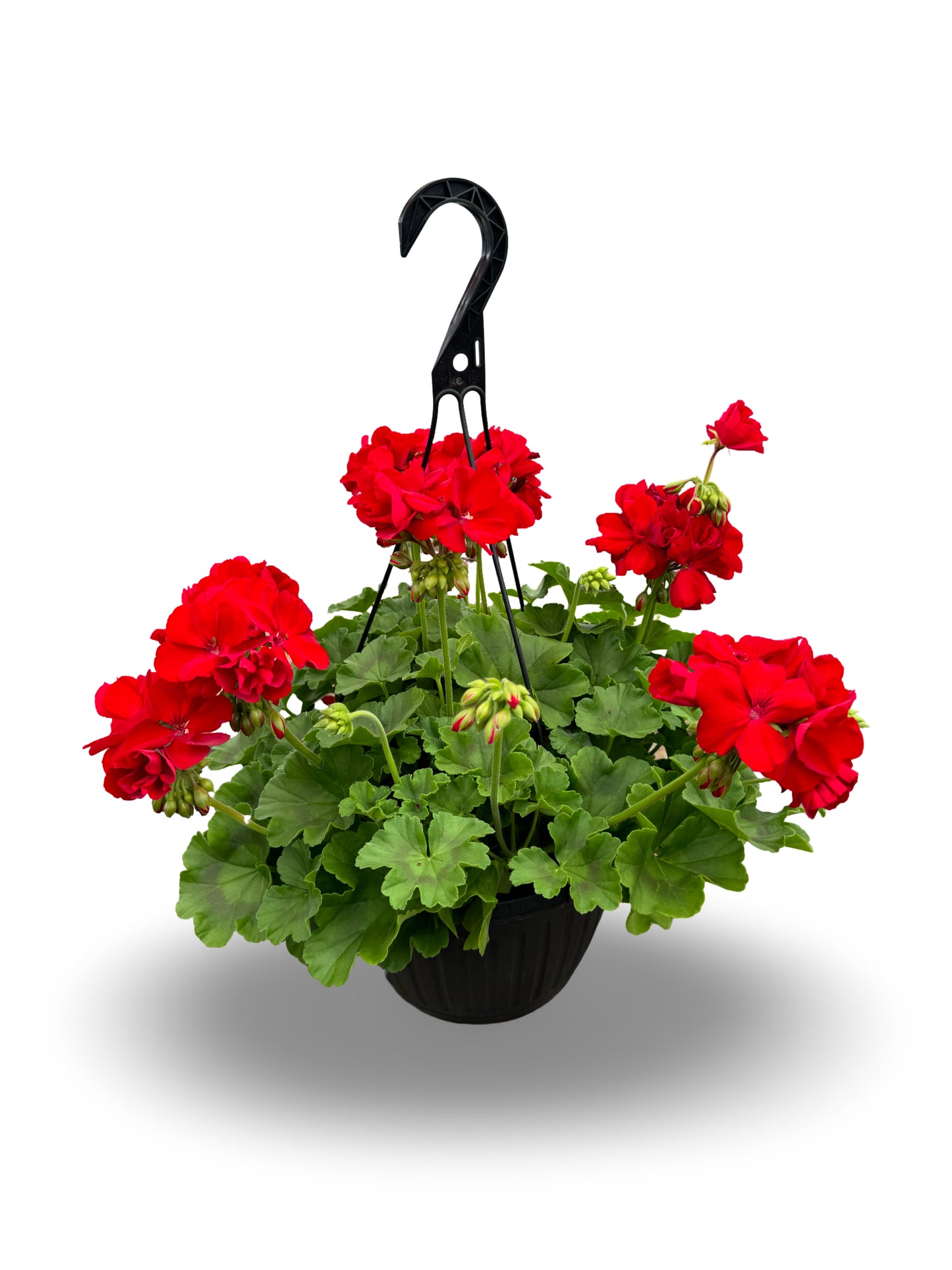 Suspendu de géranium (8") image 0