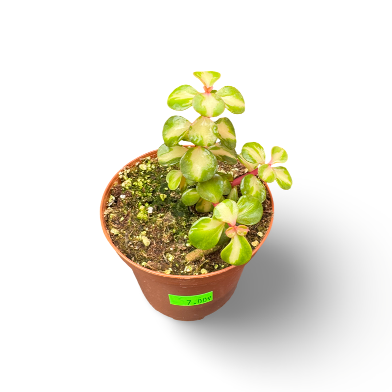 Portulacaria (2") image 0