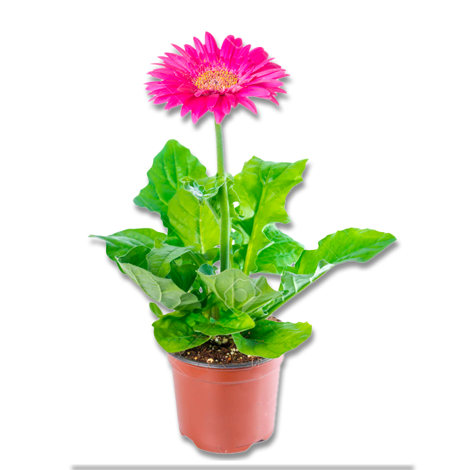 Gerbera (3,5") image 2