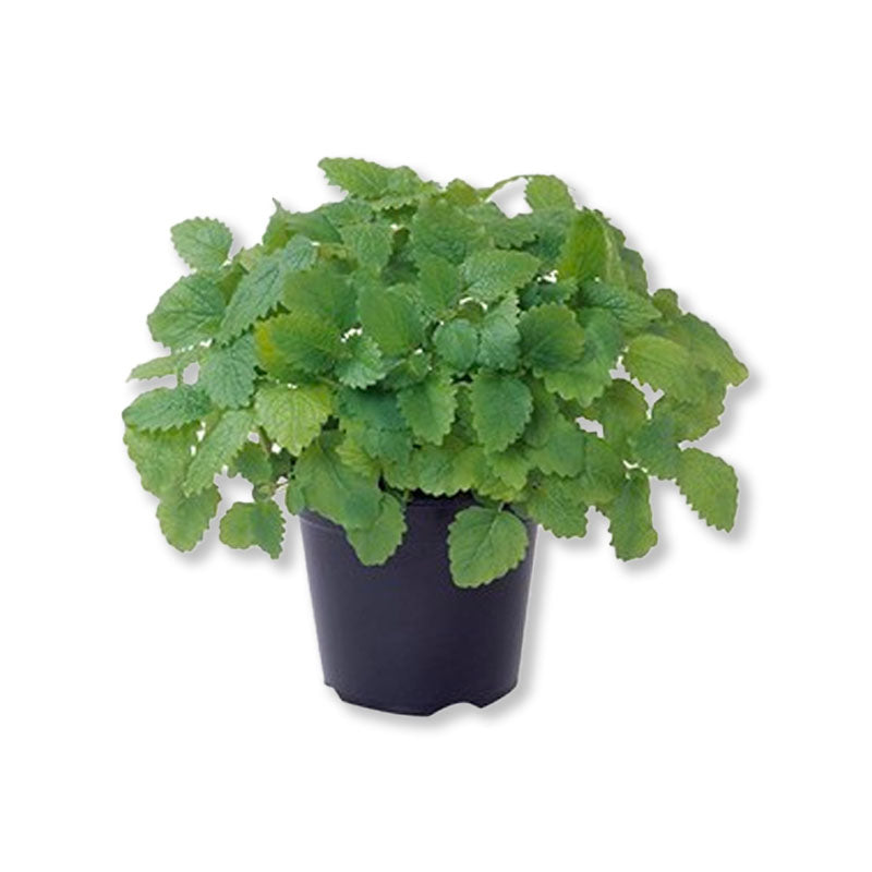 Baume mélisse citronnelle (3,5") image 0