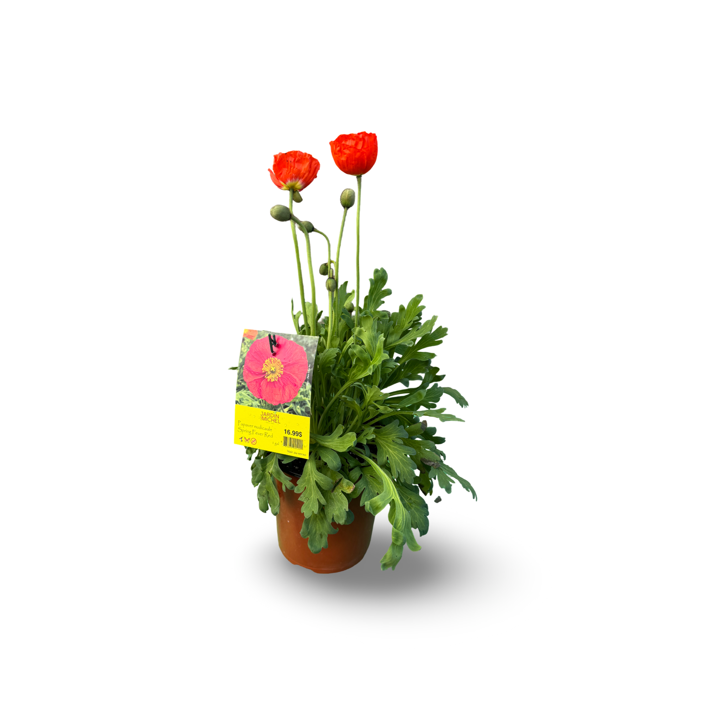 Iceland Poppy 'Spring Fever Red' (6")