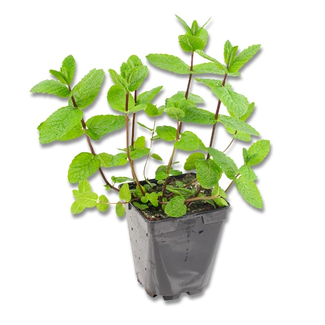 Menthe marocaine (3,5") image 0