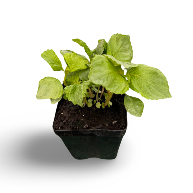 Chiso / perrila (3,5") image 0