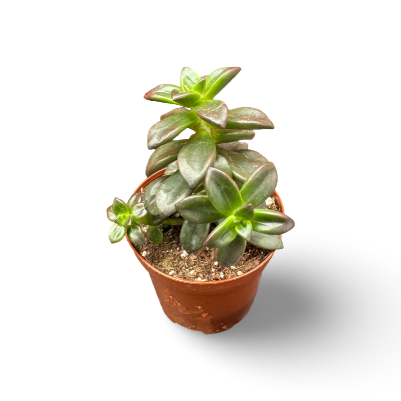 Crassula foncé (2") image 0