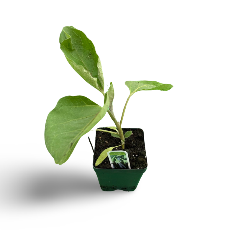 Aubergines (3,5") image 0