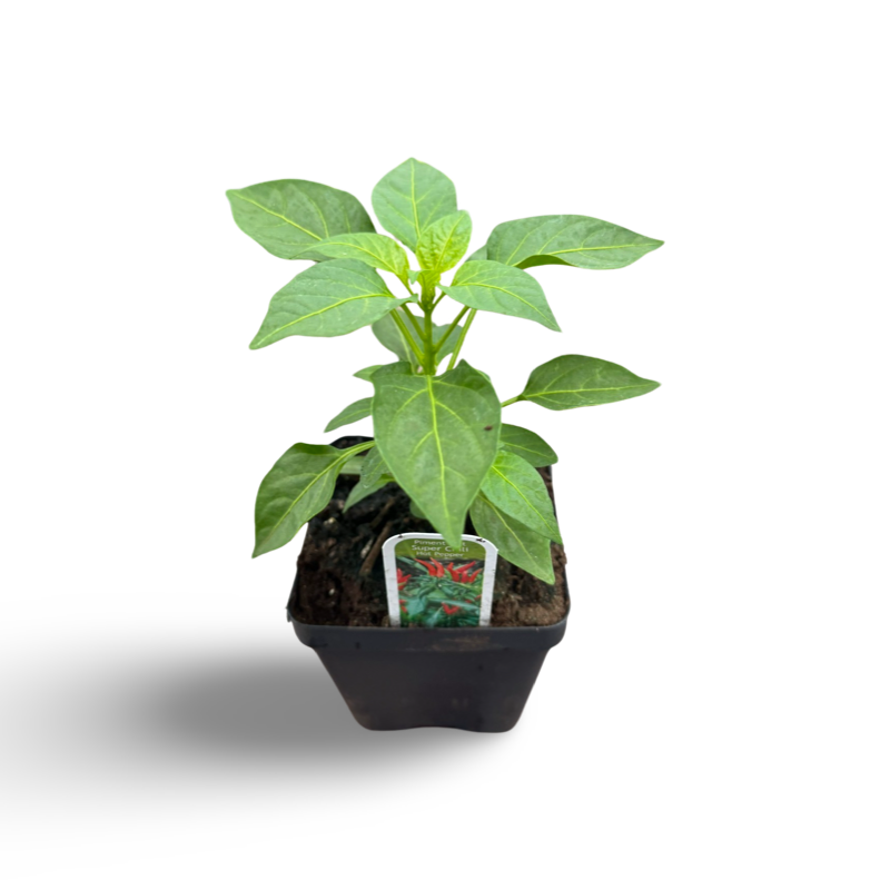 Piment super chili (3,5") image 0