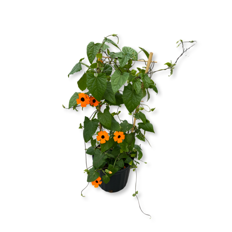 Thunbergia (8") image 1
