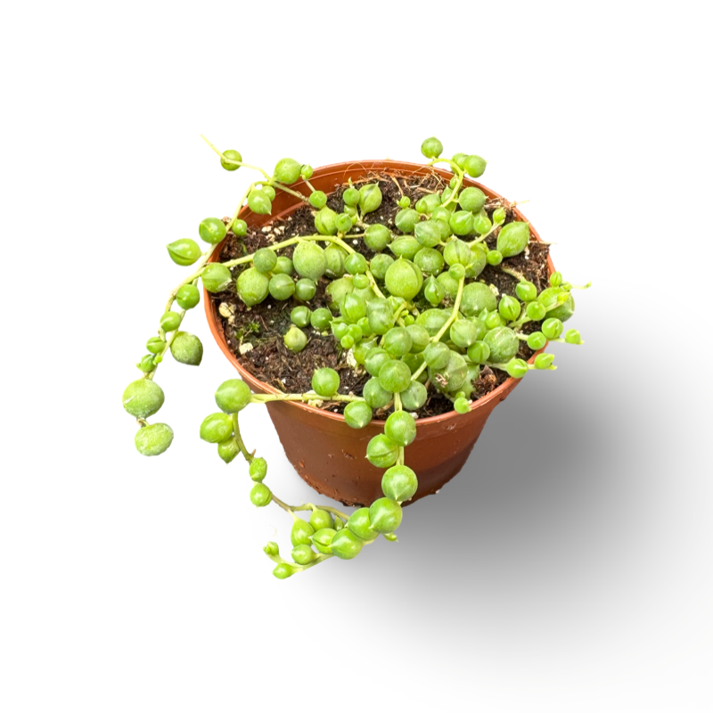 Collier de perles (2") image 0