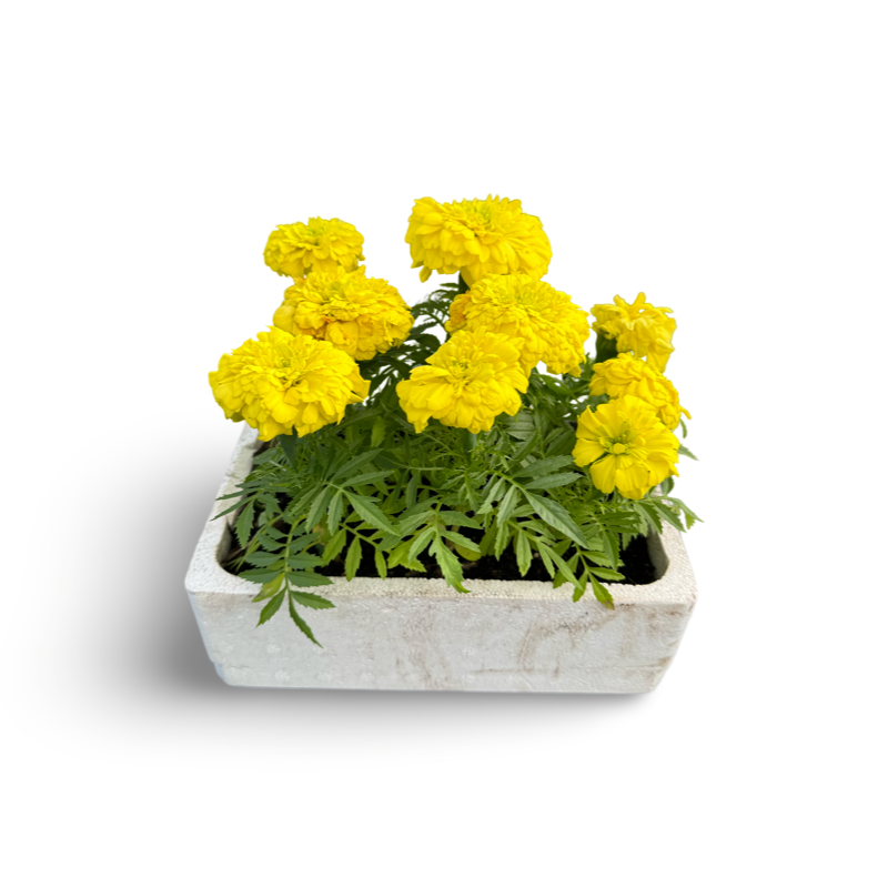 Tagète (oeillet d’Inde) x 9 image 0