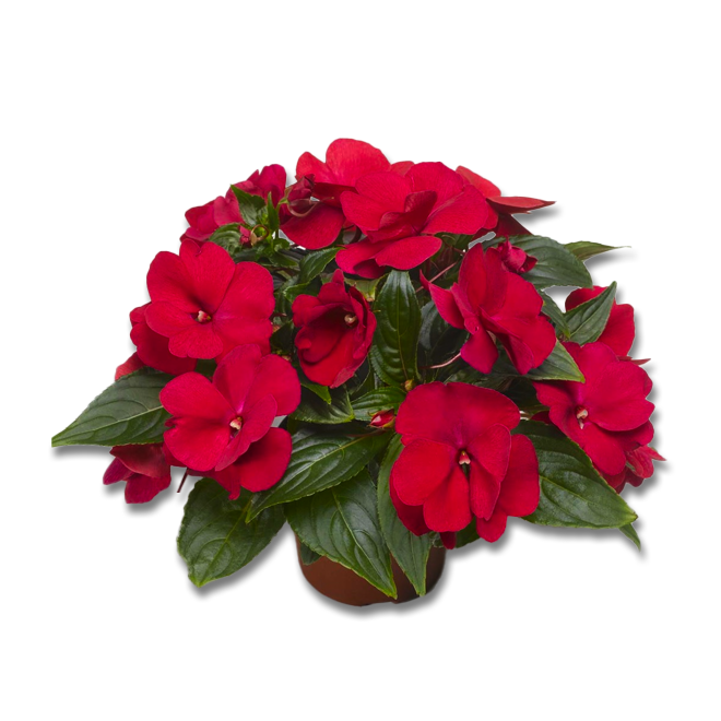 Impatience de Nouvelle-Guinée (3,5") image 3