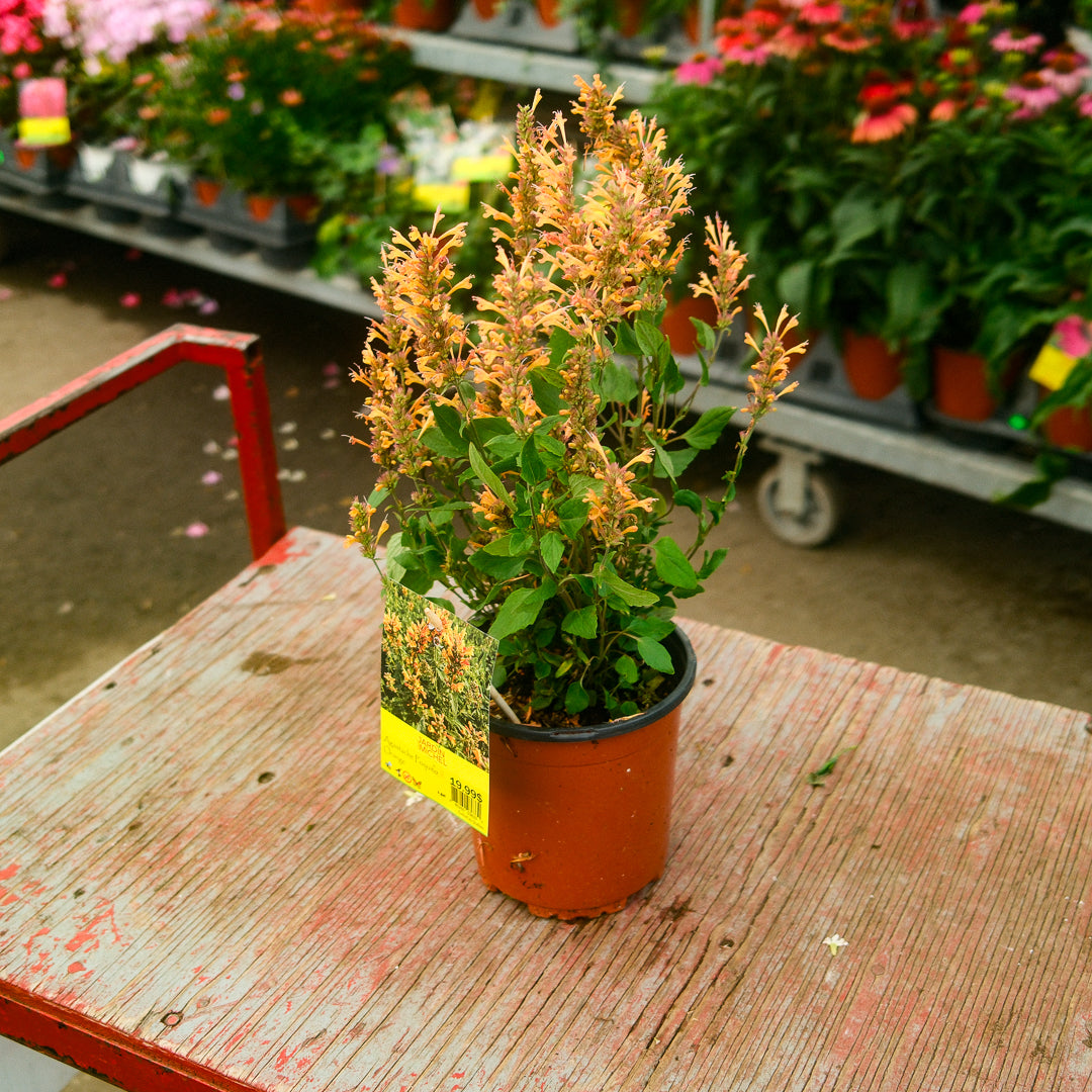 Hummingbird Mint 'Poquito Yellow' (6")