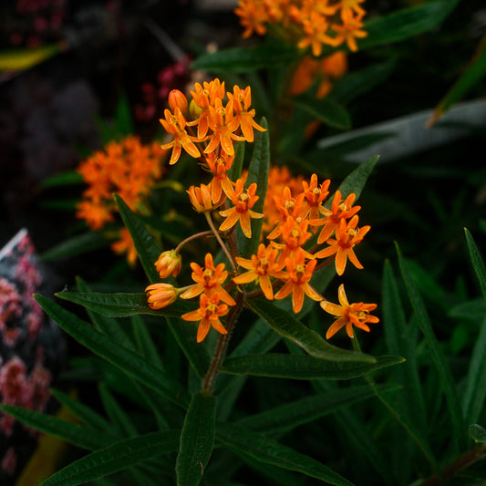 Asclepias tuberosa (6")