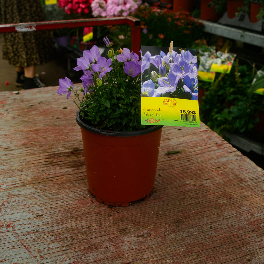 Carpathian Bellflower (6")