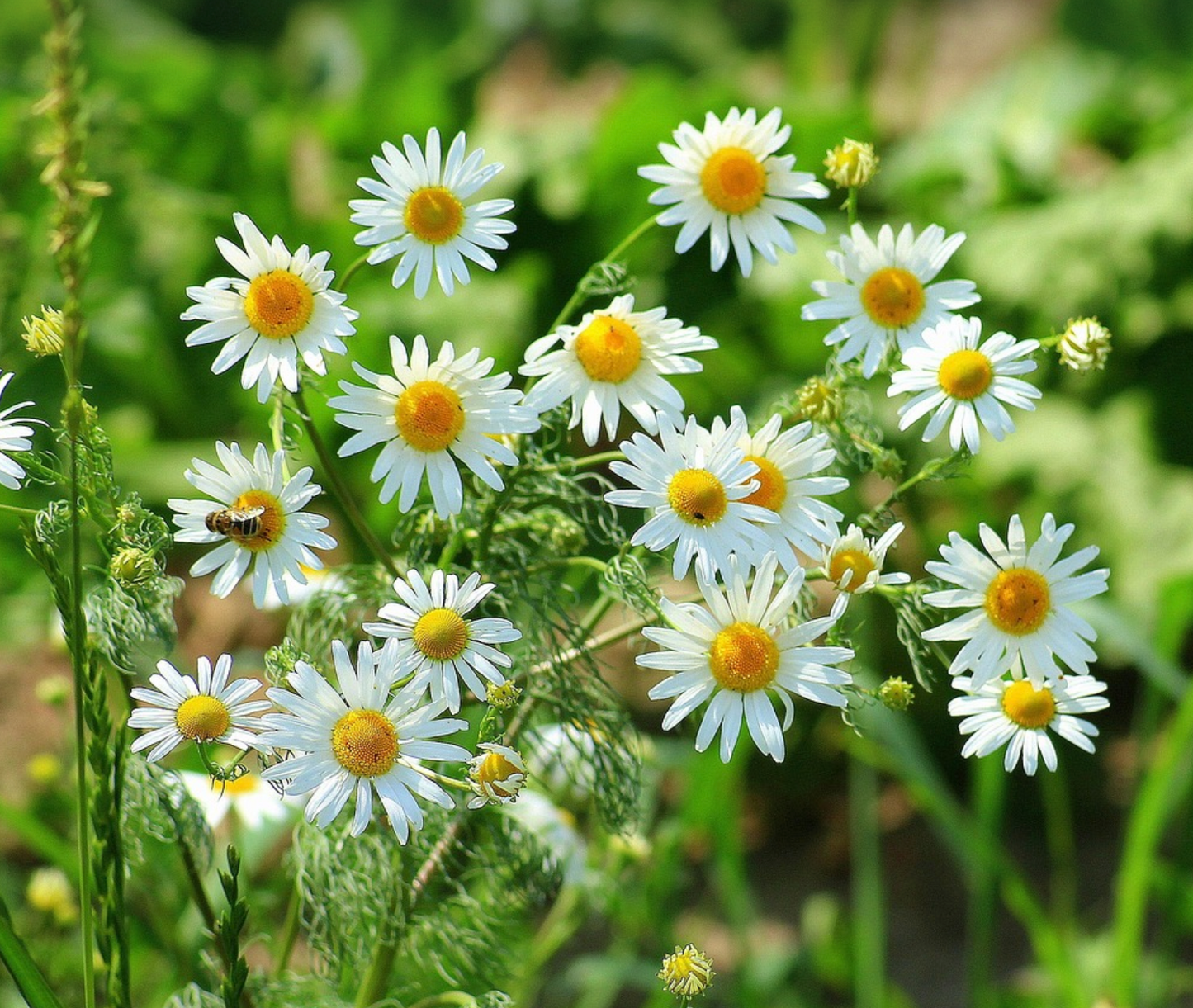 Semences de camomille sauvage