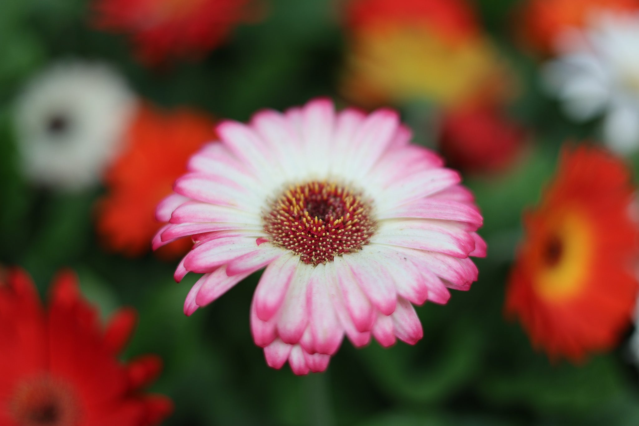 Ostéospermum rose et blanc