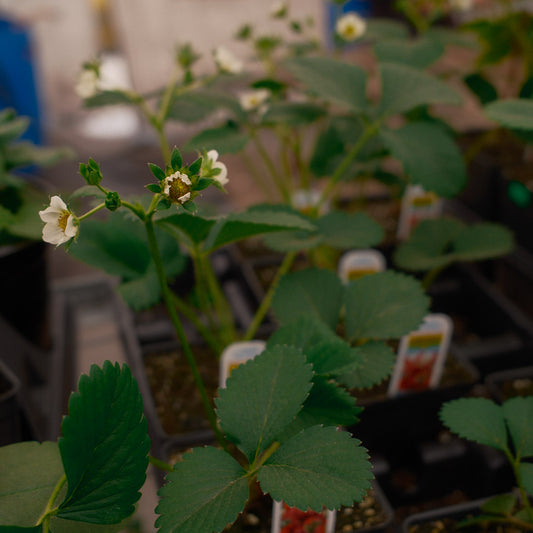 Strawberry plant (4.5")